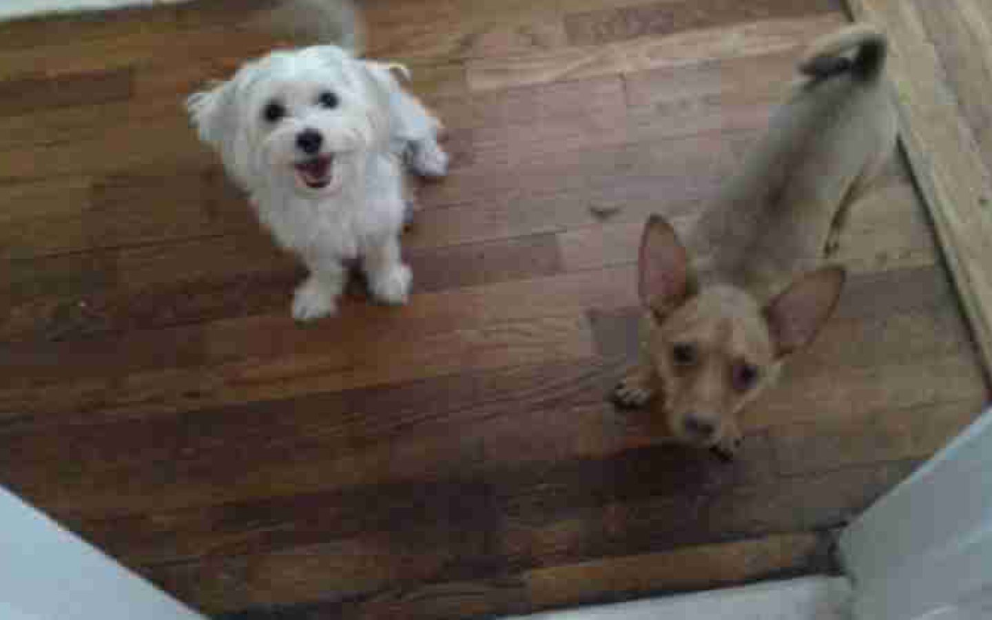 Jake and Jade